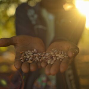 Irrigation scheme in Limpopo National Park provides seeds for crops