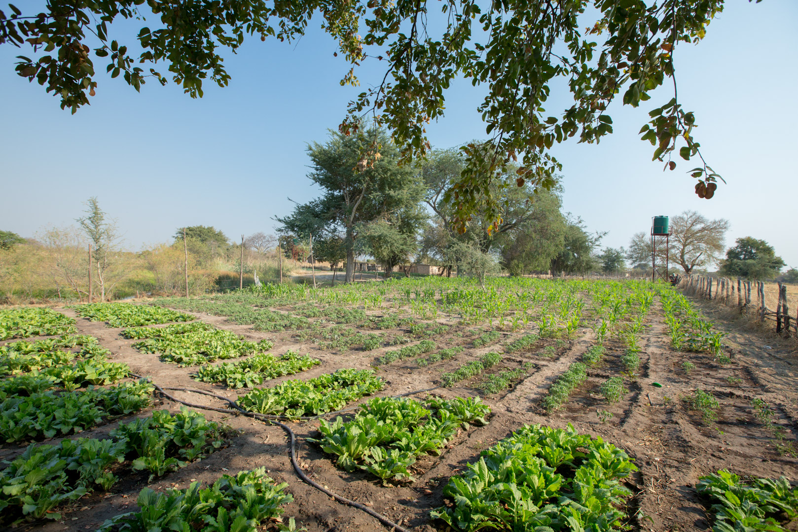 Sustainable Agriculture