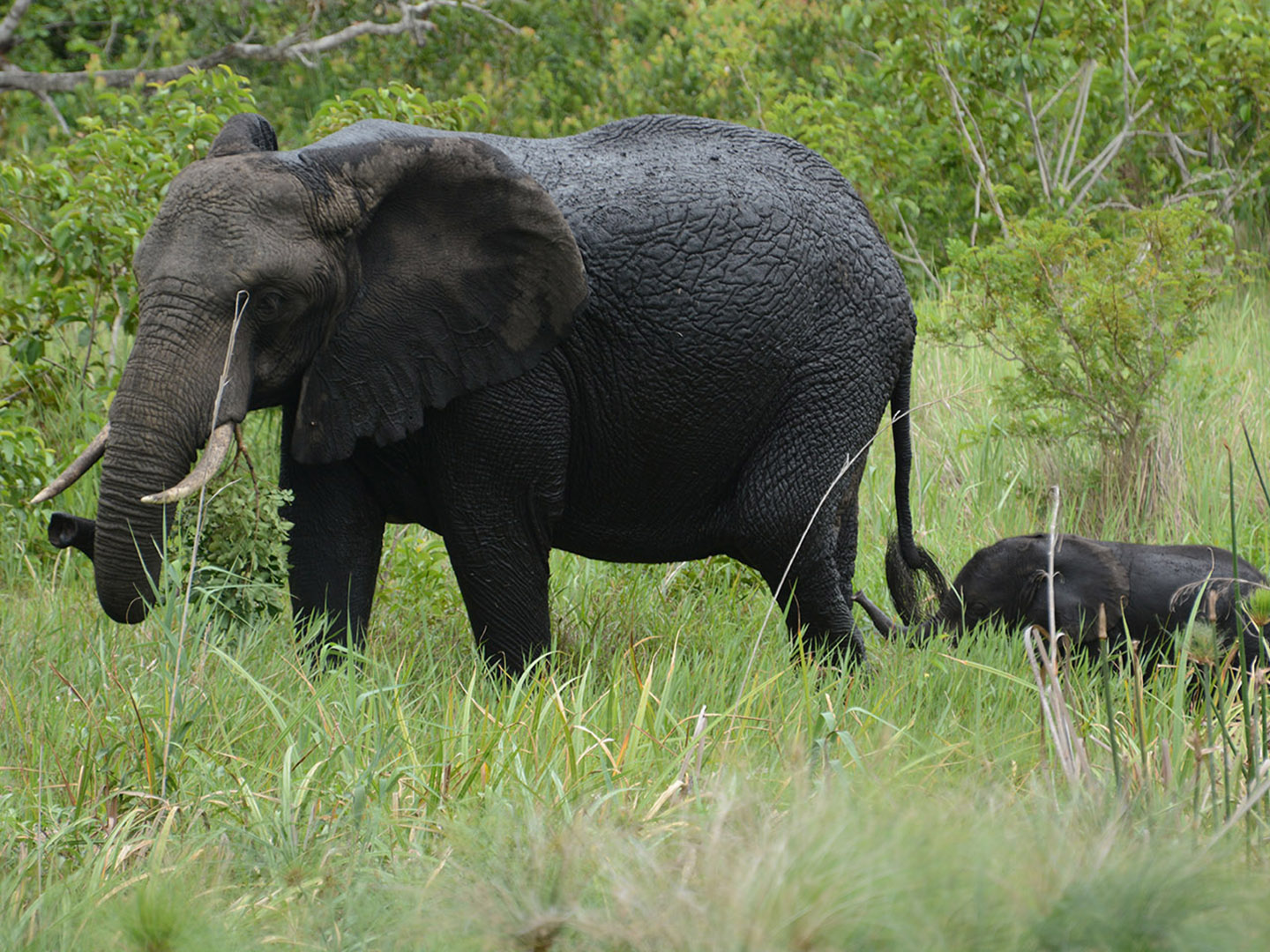 Tembe Elephant Park